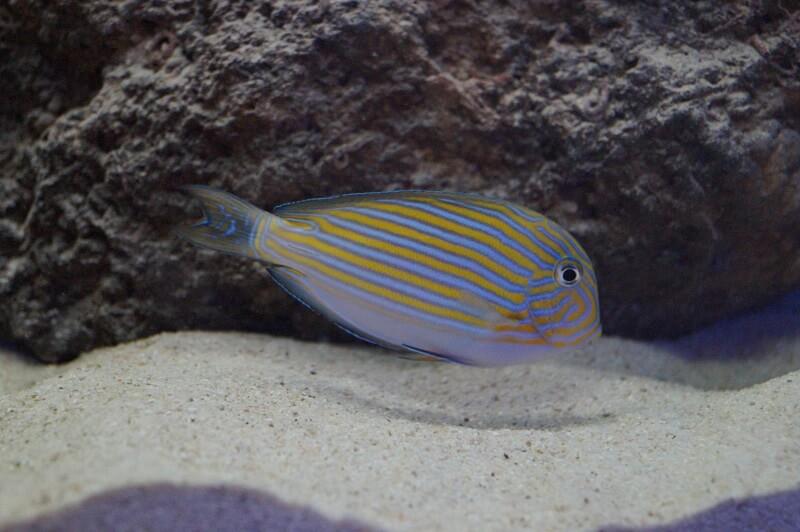 Blaustreifen Doktorfisch - Acanthurus lineatus